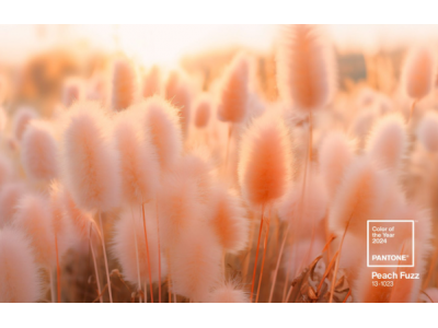 Pantone's colour for 2024